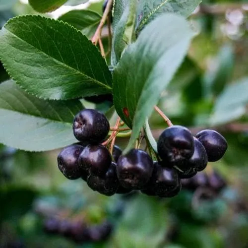 Aronia mitschurini Amit