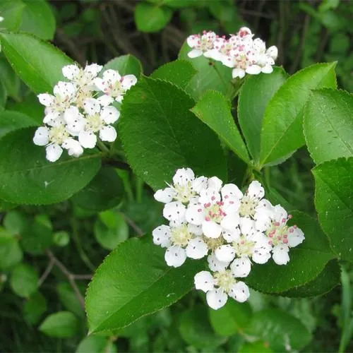 Aronia mitschurini Amit