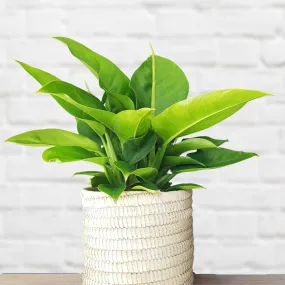 Philodendron - Imperial Green